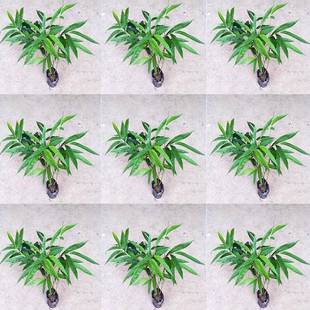 筇竹苗算盘竹苗室内小型竹子茶室阳台庭院矮化竹子盆景好养的竹子