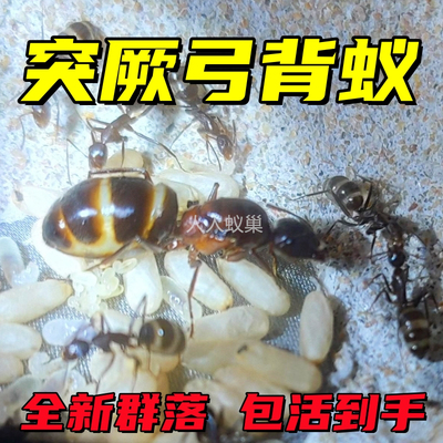 突厥弓背蚁大型弓背蚁