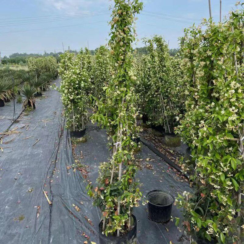 户外庭院植物风车茉莉花开花w绿植带香味阳台花园爬藤花卉四季开