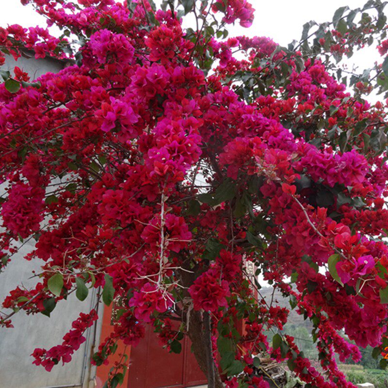 三角梅苗中国红庭院爬藤花卉攀援藤本I植物春秋当年开花盆栽大苗