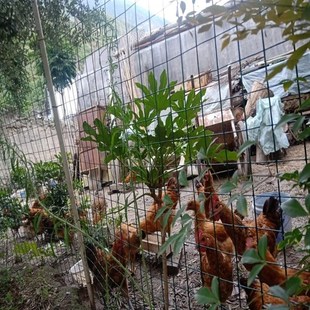 防锈铁丝网围栏养鸡养殖网菜园圈地果园网格防护网农用隔离网