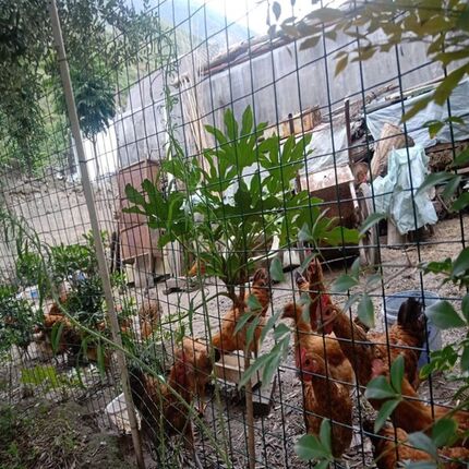 防锈铁丝网围栏养鸡养殖网菜园圈地果园网格防护网农用隔离网