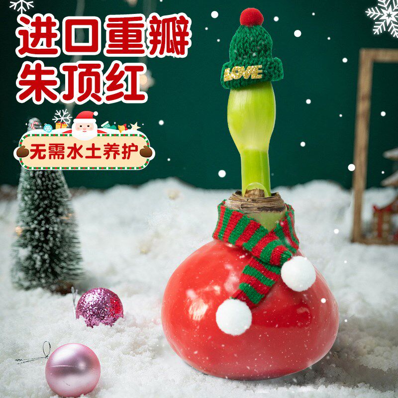 速发蜡封朱顶红种礼重瓣绿植水培植物花卉内室办公室盆景球盒礼物