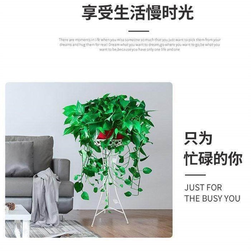 速发三脚架花架欧式室内客厅铁艺花盆架落地式家用台吊兰绿萝置物