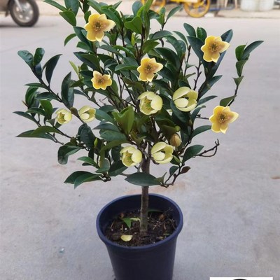 速发含笑季盆栽室内台型香浓带花苞香蕉花庭院四花开花耐寒植物