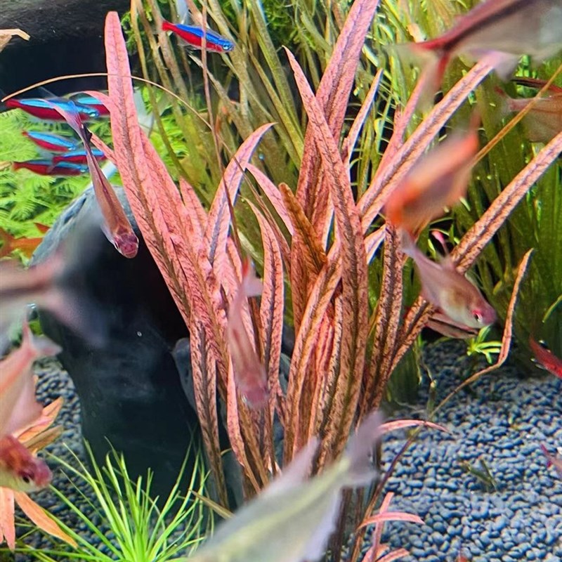 速发ADA老虎椒草稀有水草高端水草中後景水草阴性草自养水下叶