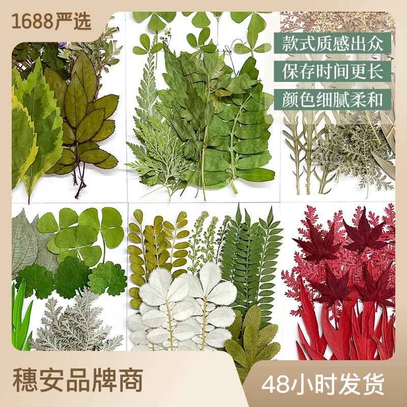 速发绿叶组合包 真树叶植物标材贴画 干燥花装饰  干叶片本料包拍