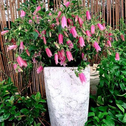 宿根风铃草花苗 紫斑卢布 红衣 萨拉斯托 章鱼等各色