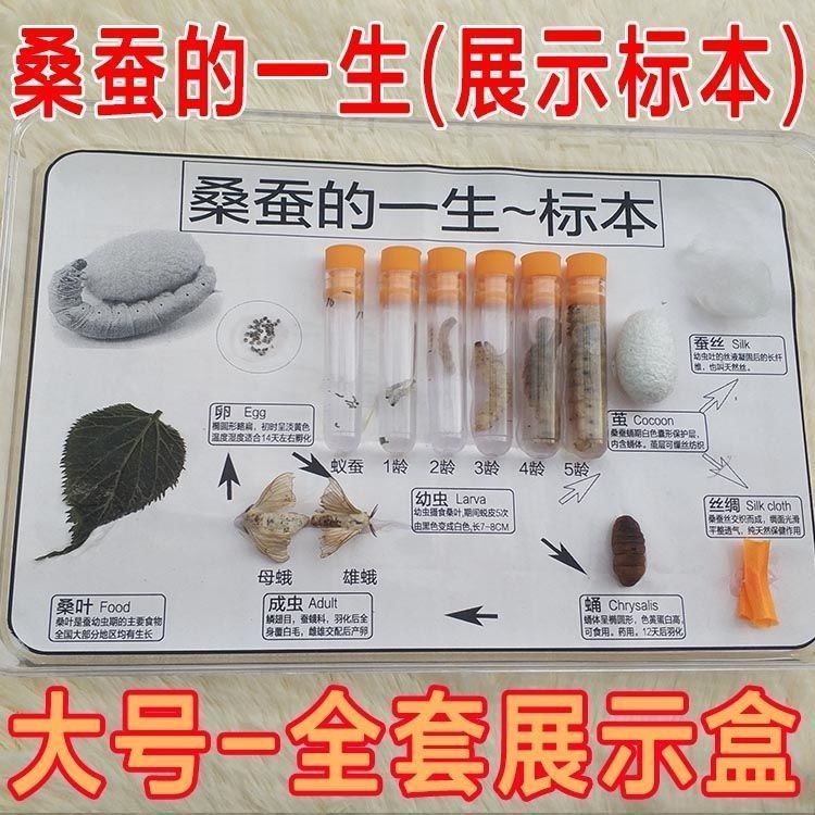 厂家直销蚕宝宝的一生标本桑蚕生命周期蚕蛹蚕蛾蚕茧试管标本蚕宝