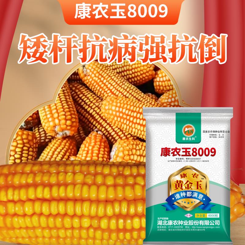 康农玉8009  6000粒大包装 耐热耐密结实好 矮杆抗病强抗倒优质