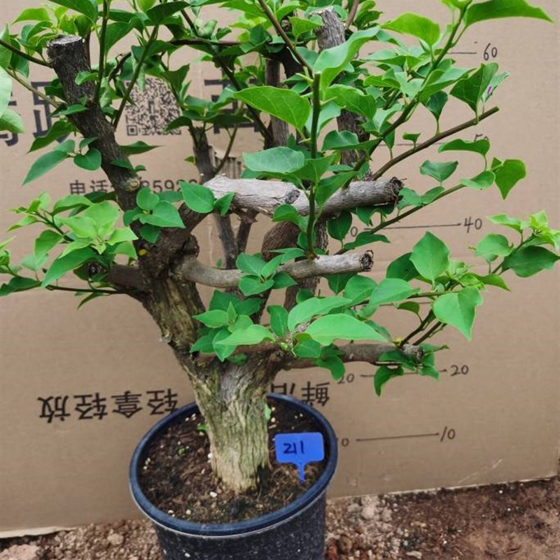 勒杜鹃--绿樱老桩三角梅本店满48元自动包邮庭院种植阳台楼顶观赏