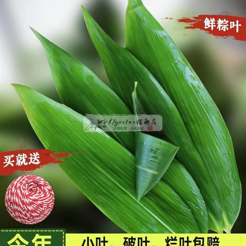 糉叶糉子叶新鲜免邮大号棕叶干特大家商用箬叶端午节包糉