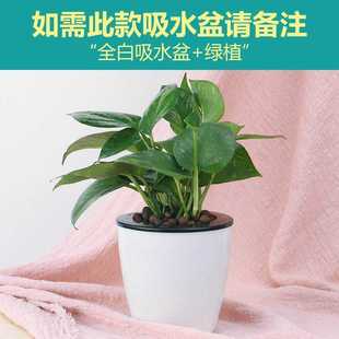 吊兰绿萝芦荟万重山碧玉珊瑚棒懒人植物自动吸水盆办公小盆栽绿植