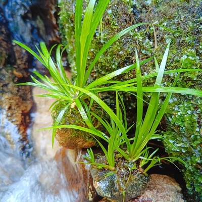 附石菖蒲水培植物微景观绿植龙根附石盆景昌蒲草水生缸龟缸造景h