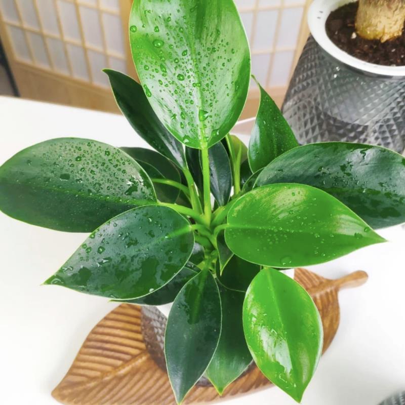 极速【买三送一】灰透塑胶盆玛丽安九里香金钻发财树绿植物桌面长