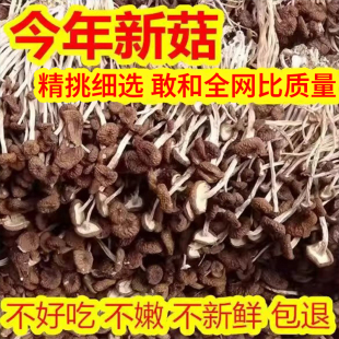 古田特产剪根茶树菇干货鲜嫩农家茶薪菇农家无硫熏超值干货煲汤