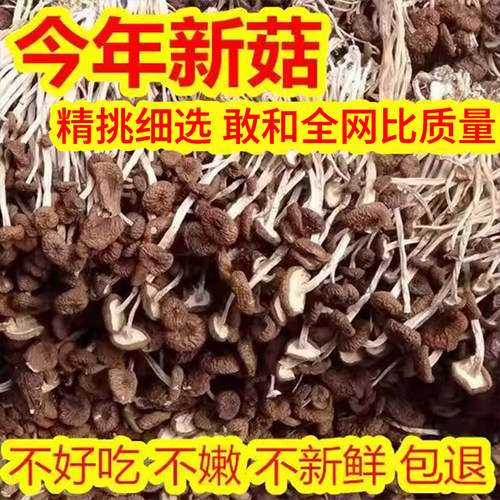 古田特产剪根茶树菇干货农家薪菇