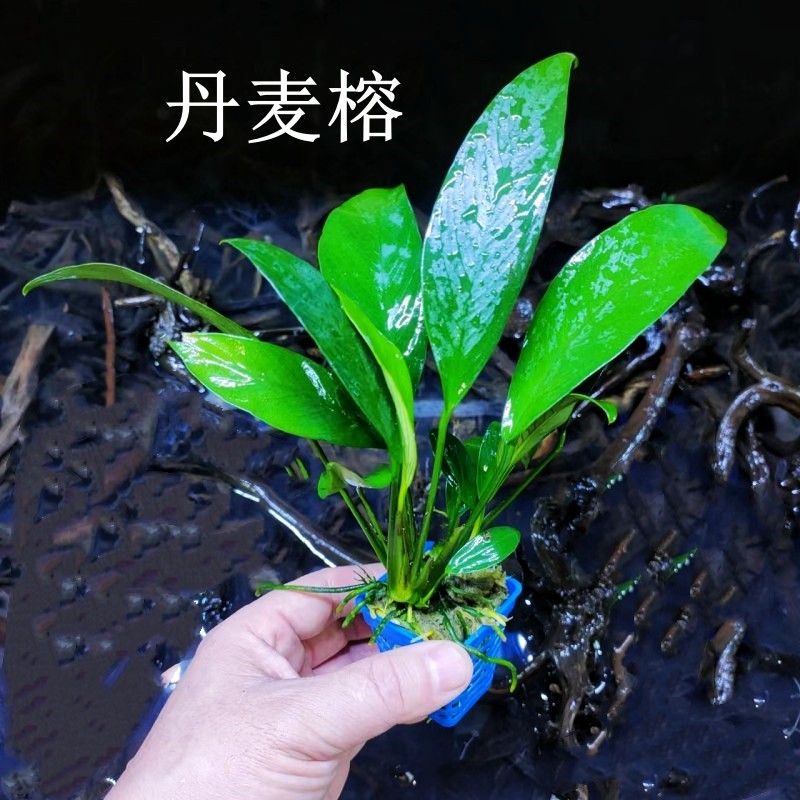 丹麦水榕燕尾水榕水草植物阴性鱼缸溪流缸古法造景好养后景新手