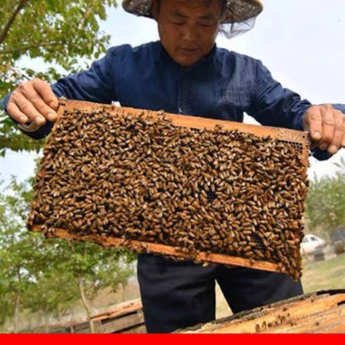 中蜂巢础蜂蜡蜂巢蜜蜂蜂巢框包邮蜂箱工具蜂蜡皮巢脾巢皮深房巢基