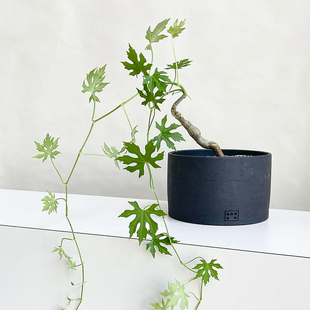 枫叶苦瓜 一物一拍l 潮流块根多肉植物Cissus tuberosa