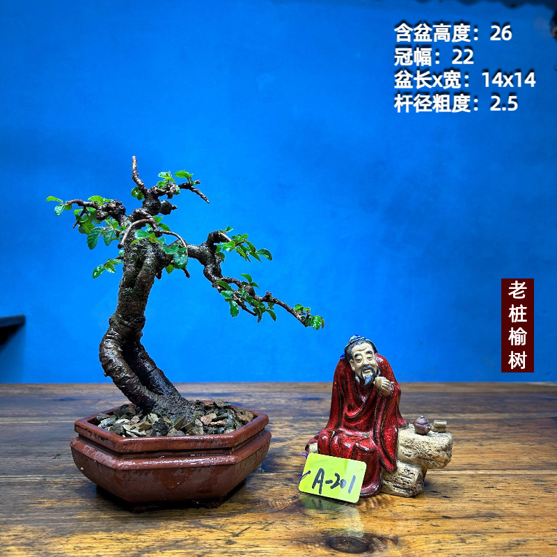 小叶榔榆老e桩矮霸老桩坨坨一物一拍S盆景种好带盆,鲜花速递/花卉仿真/绿植园艺,造型盆景,淘宝优惠券,粉丝福利购,淘宝优惠卷