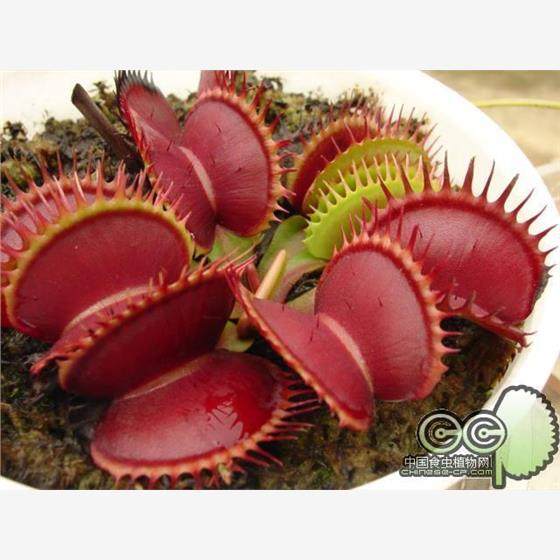 大嘴捕蝇草小虫草堂食虫植物盆栽食人花扑苍蝇大型超大灭室内多肉,鲜花速递/花卉仿真/绿植园艺,仿真绿植,淘宝优惠券,粉丝福利购,淘宝优惠卷