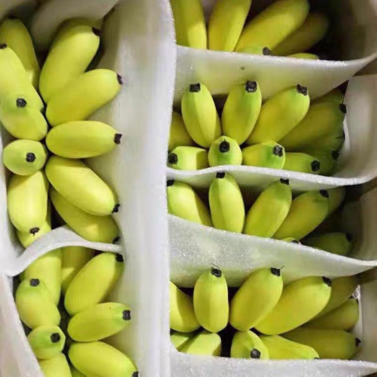 广西小米蕉香蕉9斤新鲜水果整箱当季鲜苹果蕉自然熟粉蕉包邮