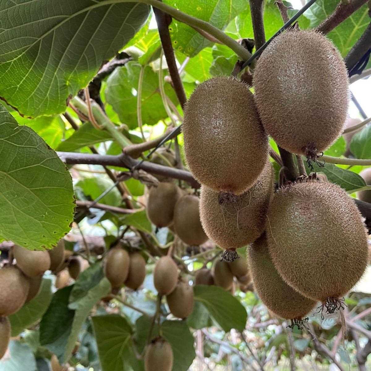 陕西周至猕猴桃新鲜水果猕猴桃包邮 产地直发绿心奇异果