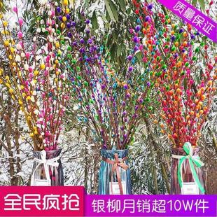 【保障】银e柳真花鲜枝年宵花卉银柳干花花束彩色柳枝耐寒水培