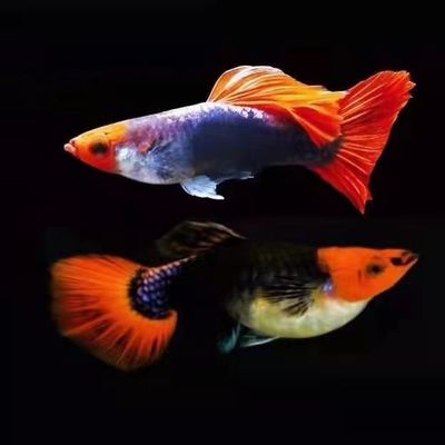 新品小型热带鱼鸿运当头深海蓝贵族孔雀鱼胎生鱼好养易繁殖观赏鱼
