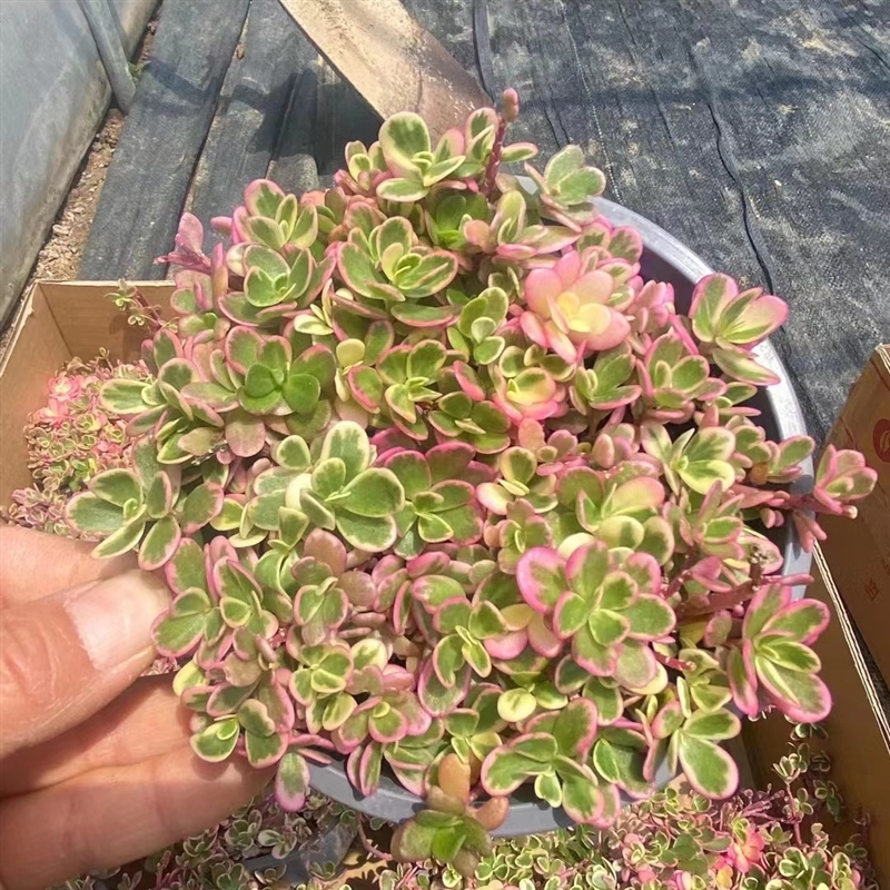 太阳花锦多肉植物12厘米盆夏季养护橙色季节