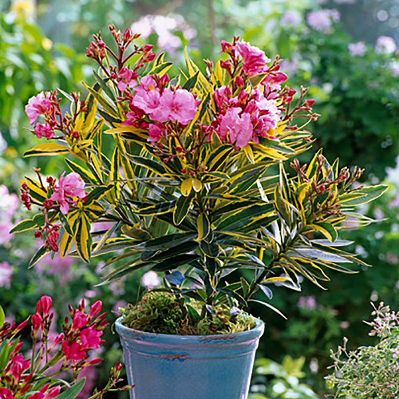 新品海蒂的花园花叶夹竹桃地中海风情花灌木多年生耐热花卉植物盆