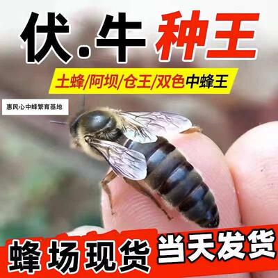 中蜂蜂王金坝王种蜂王伏牛王高质量产卵王阿坝产王产卵双色处女王