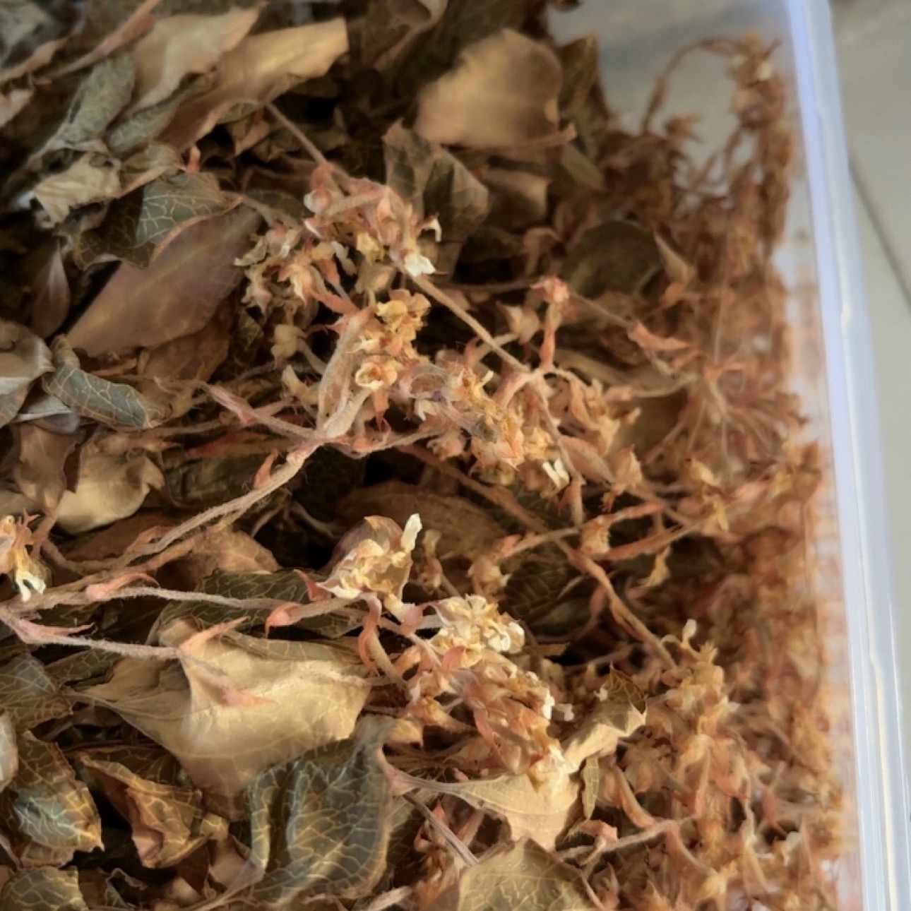 金线莲全开花满开花