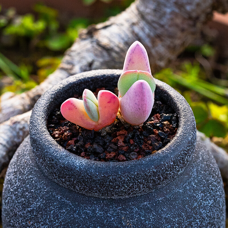 虾钳多肉植物实生多头群生番杏科虾钳花属