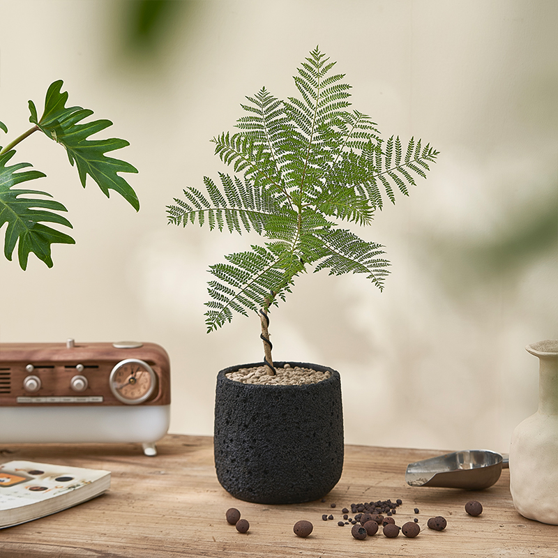 复古诧寂风植物室内绿植盆栽中古客厅玄J关摆件办公室桌面净化空