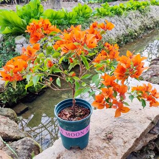 三角梅勤花品种 红桑巴 s橙色紫红 三角梅耐阴耐寒品种 飘枝高飘