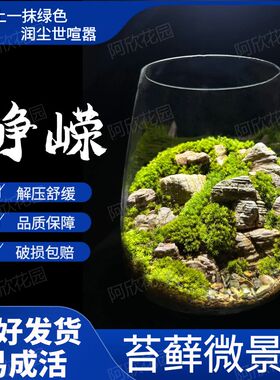 苔藓微景观桌面绿植生态瓶植物盆景盆景造Z型生命之树