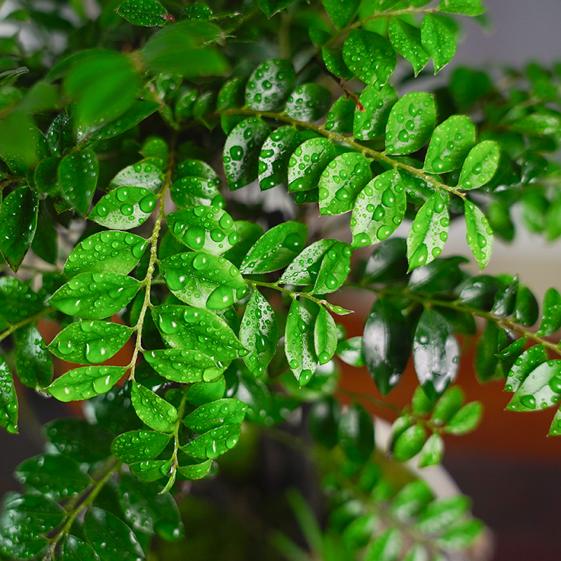 小叶紫檀盆景盆栽植物室内桌面绿植花卉四季好养活客W厅阳台办公