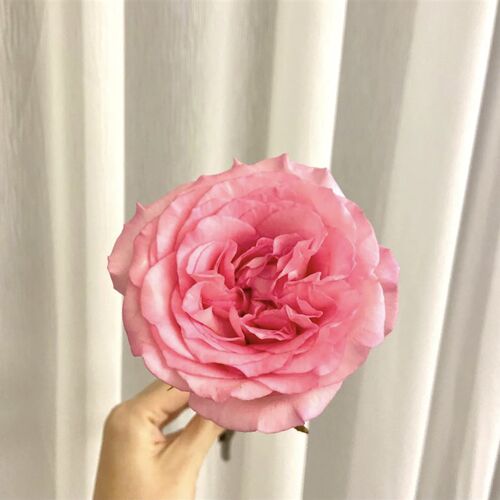 精品洛神玫瑰花稀缺品种洛v神玫瑰基地直发顺丰精品精选优质玫瑰