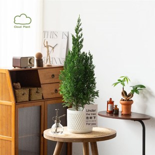 松柏树盆栽室内客厅地摆植物x四季常青观叶绿植花卉塔柏盆景吸甲