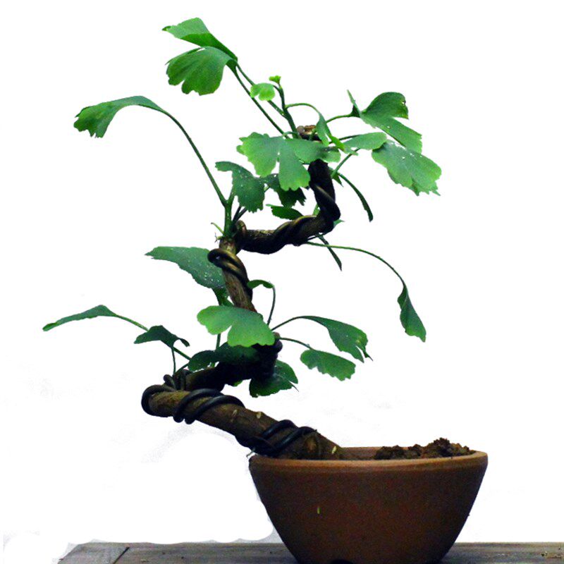 低价掌上微型银杏盆景小型白果树盆栽落叶植物S居家办公绿植礼品