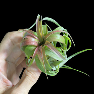 艾瑞克空气凤梨植物卷叶室内桌面空凤无土绿植摆件U净化空气草包