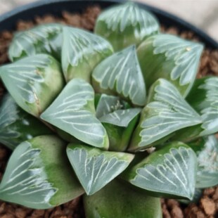 多肉植物十二卷绿玻璃寿9厘米实物拍照K可选带盆土发货 韵达 包邮