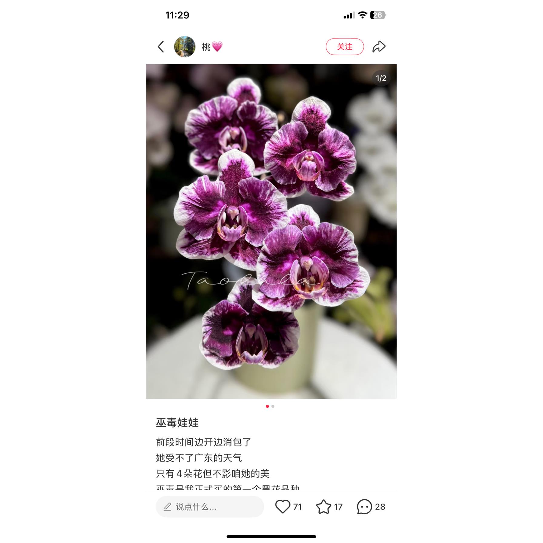 新疆包邮蝴蝶兰美琪wudu娃娃1.7寸杯宝宝苗