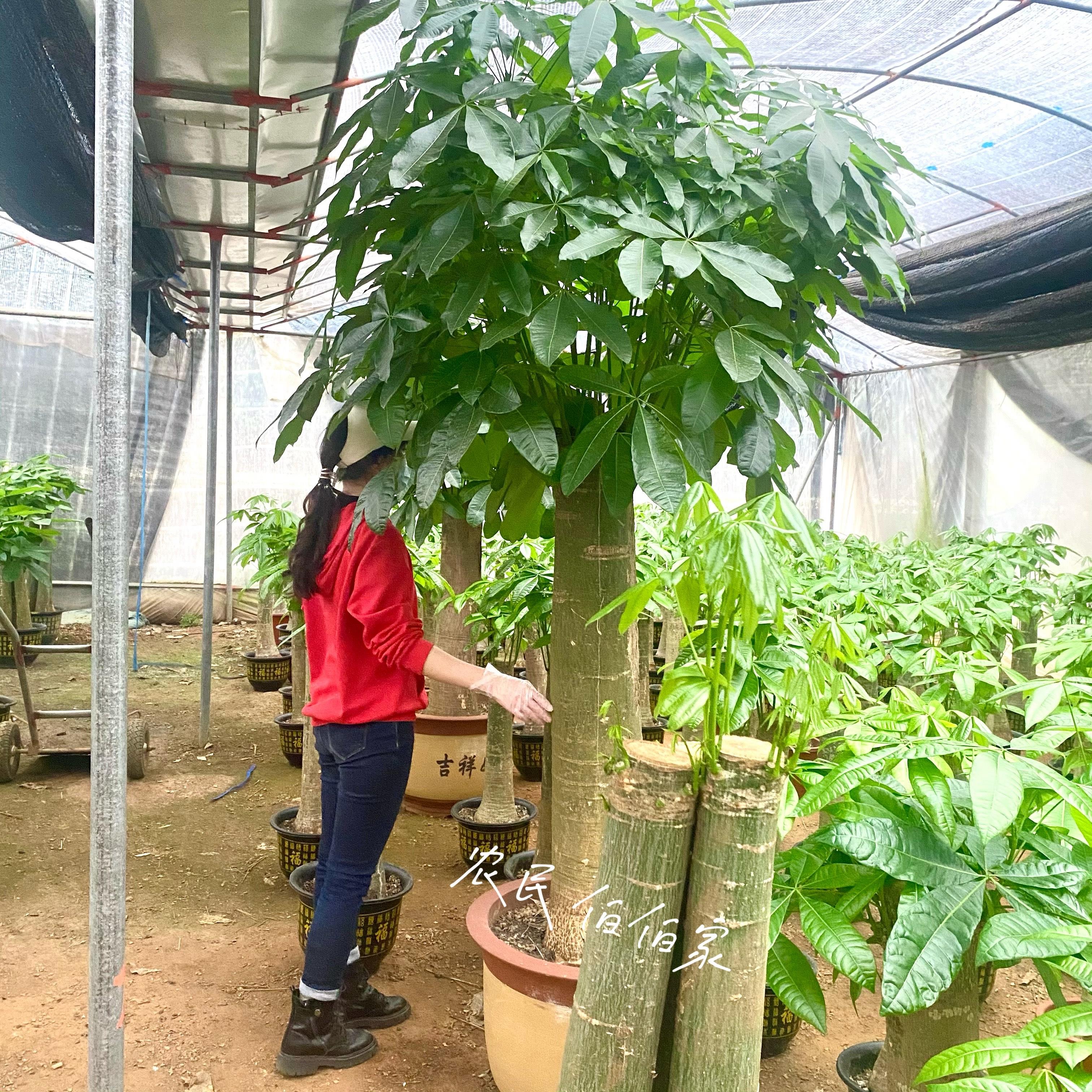 新疆包邮超大型发财树绿植室内盆栽花卉办公室土培植物绿萝好养富