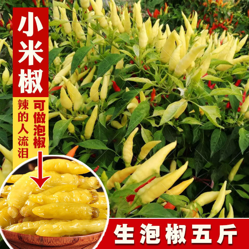 新鲜白米椒野山椒泡椒剁椒小米辣椒朝天椒白皮特辣巨辣可腌制超辣