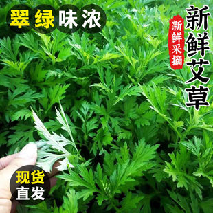 艾草新鲜食用艾叶蔬菜现摘清明草粑粑青团包邮艾叶新鲜艾叶草