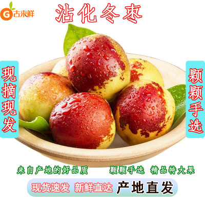 沾化冬枣颗颗手选只卖精品特大果