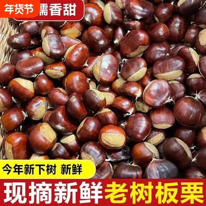 新鲜下树正宗板栗油栗子野生栗子油栗子炒货专用大果批发板栗